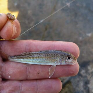 Чёрное море: ловля саргана на выбросе в прозрачной воде, пока подходов мало