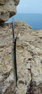 Чёрное море: береговая рыбалка с бомбардой на саргана, воблер на двухметровом поводке