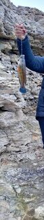 Рыбалка на Чёрном море в тихой бухте: отвесная ловля на червя со случайной снастью