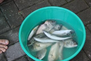 Летняя морская рыбалка на Чёрном море в Пицунде: ставрида, горбыль и самодур