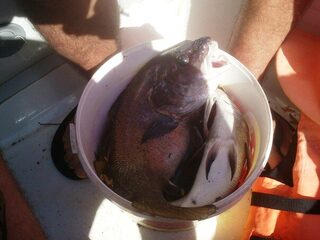 Летняя морская рыбалка на Чёрном море в Пицунде: ставрида, горбыль и самодур