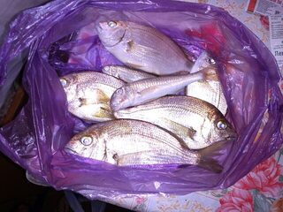 Рыбалка в Гагре на Чёрном море с лёгким спиннингом и простыми снастями