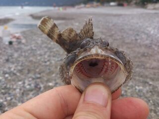 Рыбалка в Гагре на Чёрном море с лёгким спиннингом и простыми снастями