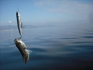 Морская рыбалка на Чёрном море: луфари и сарган на песчаных пляжах у берега