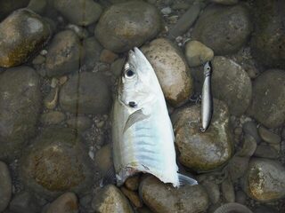 Морская рыбалка на Чёрном море: луфари и сарган на песчаных пляжах у берега