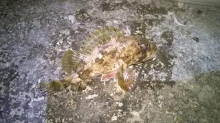 Первая рыбалка на Чёрном море: пять скорпен на фиолетового силиконового рачка
