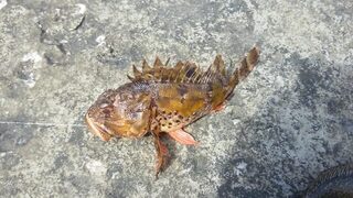 Рыбалка на Чёрном море: ловля с пирса на креветку и первые морские рыбы