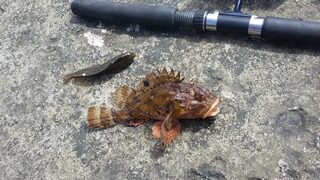 Рыбалка на Чёрном море: ловля с пирса на креветку и первые морские рыбы