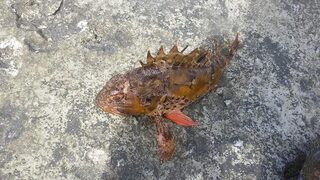 Рыбалка на Чёрном море: ловля с пирса на креветку и первые морские рыбы