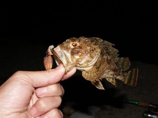 Ловля горбыля и ласкыря на Чёрном море твичингом у дна на мягкую приманку