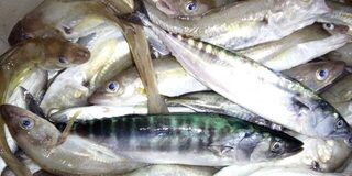 Кабардинка, Черное море: вечерняя рыбалка с пирса и в море на ставридку и пиламиду
