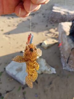 Ловля скорпены на Чёрном море в волну с самодельными тирольками и лёгкой снастью
