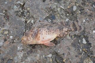 Рыбалка на Чёрном море в Дивноморском: скорпена на спиннинг и съедобную резину