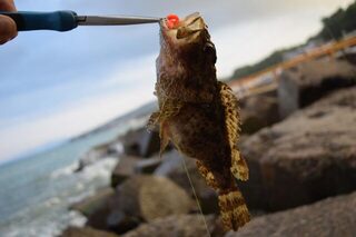 Рыбалка на Чёрном море в Дивноморском: скорпена на спиннинг и съедобную резину