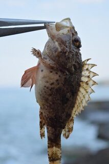 Рыбалка на Чёрном море в Дивноморском: скорпена на спиннинг и съедобную резину