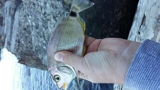 Дивноморское, Чёрное море: рыбалка спиннингом с отводным поводком на отдыхе