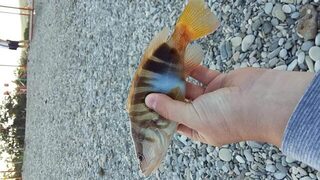 Дивноморское, Чёрное море: рыбалка спиннингом с отводным поводком на отдыхе
