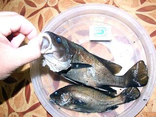 Чёрное море: ночная ловля горбыля и скорпены на силикон с берега и лодки