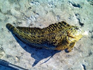 Чёрное море, Севастополь: утренняя рыбалка в Песочной бухте на отводной