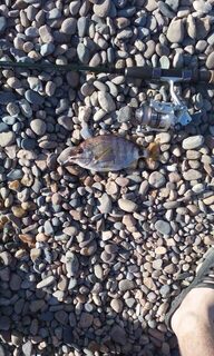 Ловля спиннингом на Чёрном море: скорпена и ласкирь на силиконовые приманки