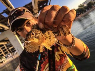 Крым, Чёрное море: рокфишинг и ловля скорпены с пирса на каменистом дне с прозрачной водой