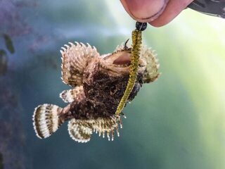 Крым, Чёрное море: рокфишинг и ловля скорпены с пирса на каменистом дне с прозрачной водой