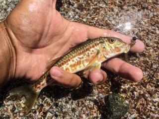 Чёрное море и дикий пляж: береговой спиннинг в боковой ветер, рулена, морской дракон и ерши
