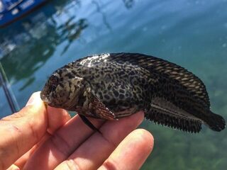 Крым, Чёрное море, порт Балаклавы - ночной рокфишинг на скорпену и морскую собачку с берега
