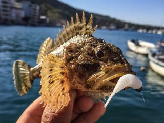Крым, Чёрное море, порт Балаклавы - ночной рокфишинг на скорпену и морскую собачку с берега