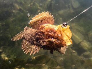 Крым, Чёрное море, порт Балаклавы - ночной рокфишинг на скорпену и морскую собачку с берега