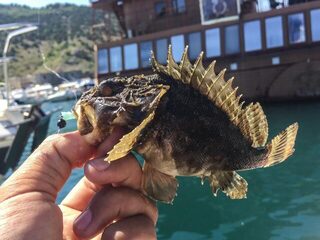 Крым, Чёрное море, порт Балаклавы - ночной рокфишинг на скорпену и морскую собачку с берега