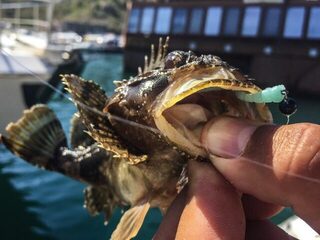 Крым, Чёрное море, порт Балаклавы - ночной рокфишинг на скорпену и морскую собачку с берега