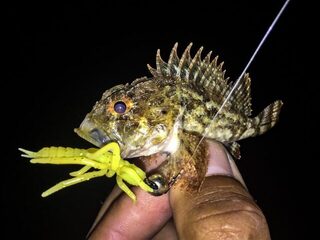 Чёрное море: морская рыбалка в заливе с лодки и берега на ласкиря и скорпену со спиннингом