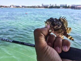 Чёрное море: морская рыбалка в заливе с лодки и берега на ласкиря и скорпену со спиннингом
