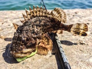 Чёрное море: морская рыбалка в заливе с лодки и берега на ласкиря и скорпену со спиннингом