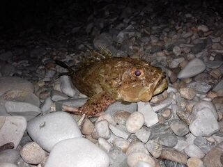 Береговая морская рыбалка в Кабардинке на Чёрном море: скорпены и горбыль