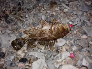 Береговая морская рыбалка в Кабардинке на Чёрном море: скорпены и горбыль