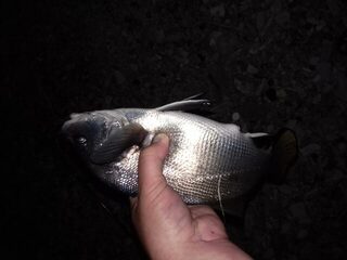 Береговая морская рыбалка в Кабардинке на Чёрном море: скорпены и горбыль