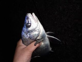 Береговая морская рыбалка в Кабардинке на Чёрном море: скорпены и горбыль