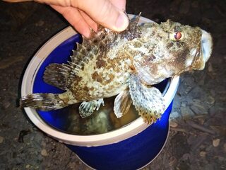 Новомихайловский, Чёрное море: утренняя ловля ласкиря с берега и на лодке