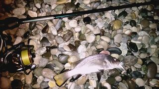 Лдзаа, Чёрное море: ночная ловля ставриды с берега на воблер и дропшот во время отдыха