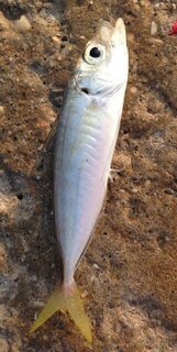 Чёрное море, рыбалка с пирса: поплавочная ловля окуня и вечерней ставриды