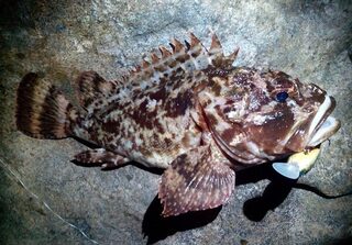 Черное море: ночной рокфишинг с шумным кренком на горбыля и скорпену у камней берега