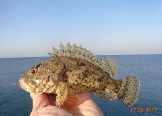 Дивноморское, Чёрное море: отпускная рыбалка на самодур и поплавочную удочку