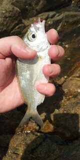 Таиланд, Патонг на Пхукете: морской микроджиг с берега в Андаманском море