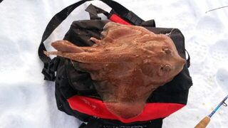 Морская ловля трески со льда в Рам-фьорде и Норд-фьорде у Тромсё, Норвегия