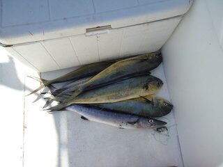 В Доминикане на морской рыбалке троллингом удалось взять сразу две дорадо