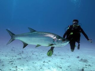 Коста-Рика: морская рыбалка в открытом море, с берега и на мангровых речках круглый год