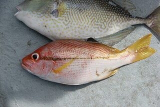 Таиланд, острова Рача: морская рыбалка в феврале, троллинг и ловля в отвес