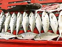 Таиланд: морская ловля квинов, кобии и джеков в дни с переменчивой погодой